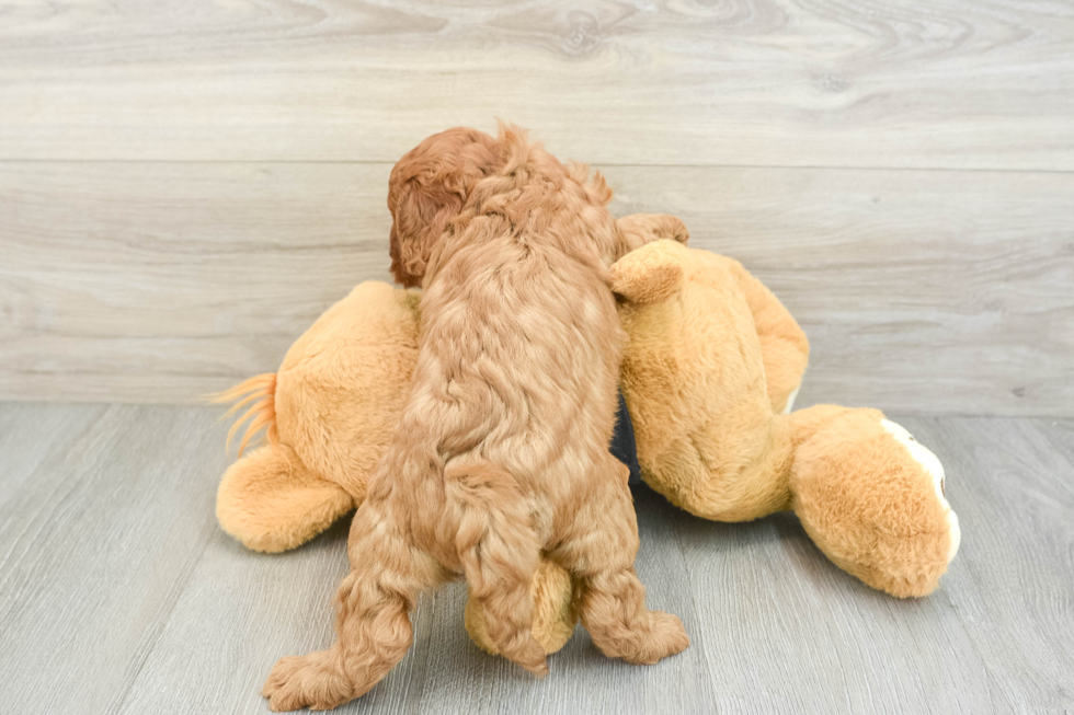 Cavapoo Puppy for Adoption