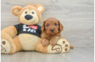 Cavapoo Puppy for Adoption