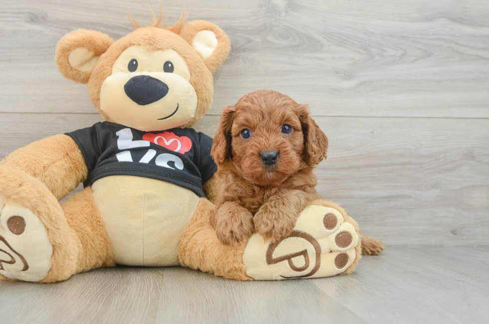 7 week old Cavapoo Puppy For Sale - Lone Star Pups