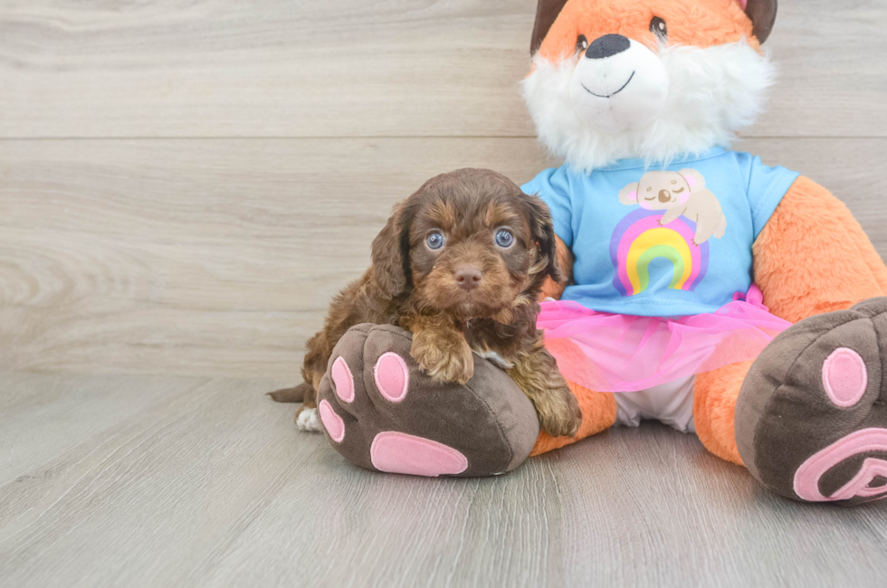 5 week old Cavapoo Puppy For Sale - Lone Star Pups