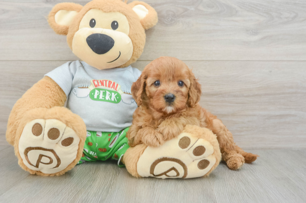 5 week old Cavapoo Puppy For Sale - Lone Star Pups