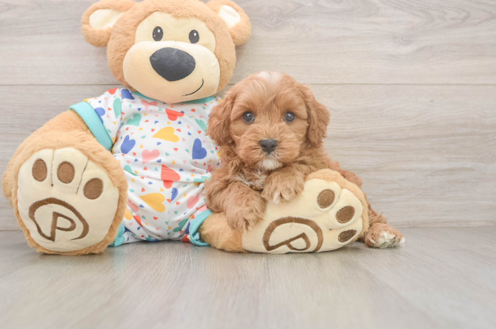 6 week old Cavapoo Puppy For Sale - Lone Star Pups