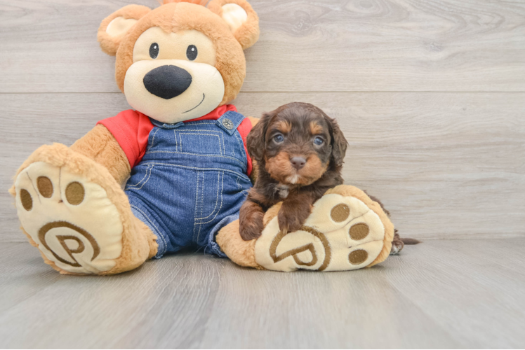 Best Cavapoo Baby