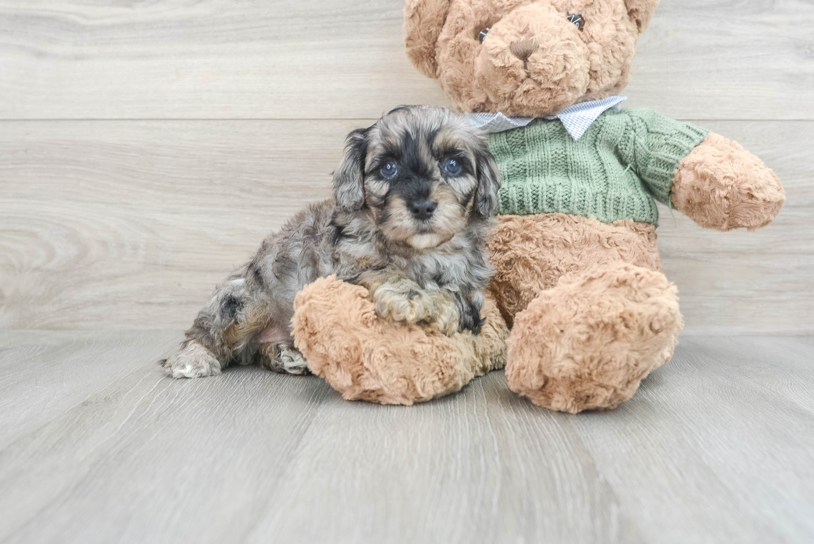 Cavapoo Pup Being Cute