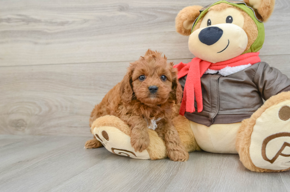 6 week old Cavapoo Puppy For Sale - Lone Star Pups