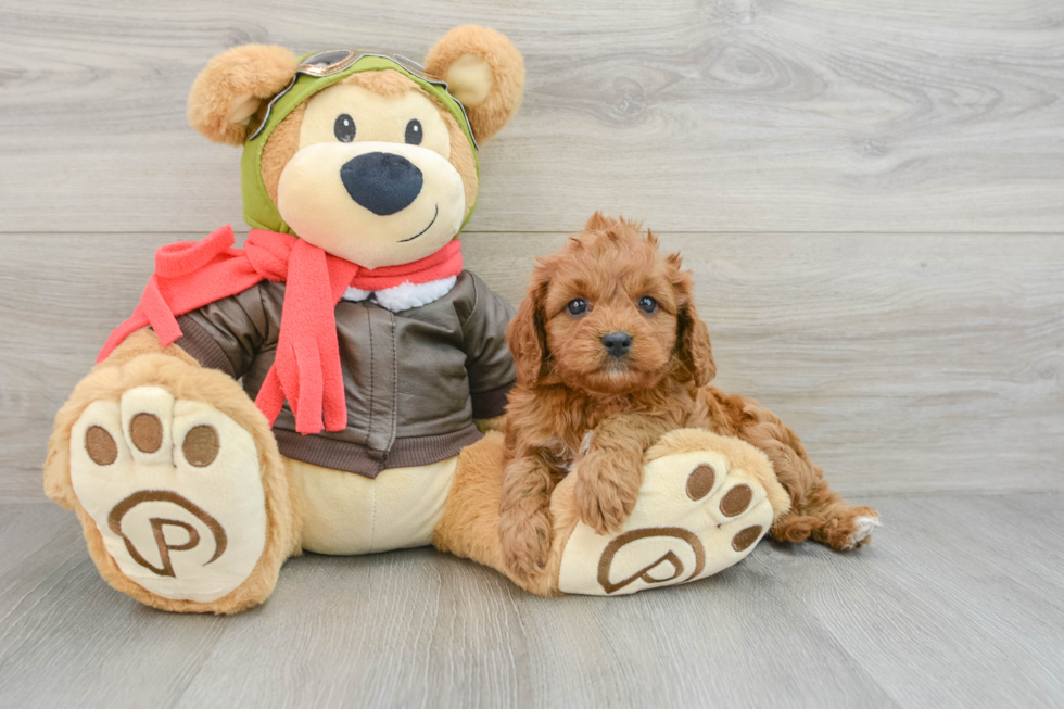 Cavapoo Pup Being Cute