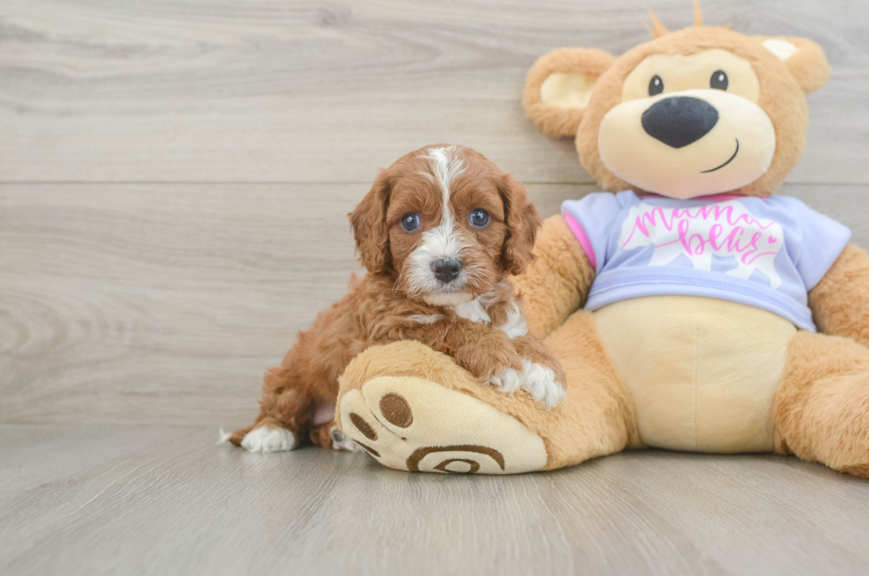 5 week old Cavapoo Puppy For Sale - Lone Star Pups
