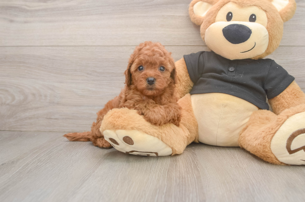 5 week old Cavapoo Puppy For Sale - Lone Star Pups