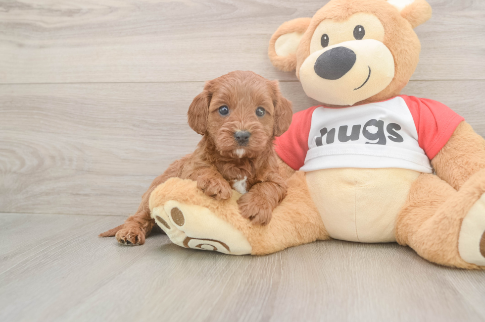 6 week old Cavapoo Puppy For Sale - Lone Star Pups