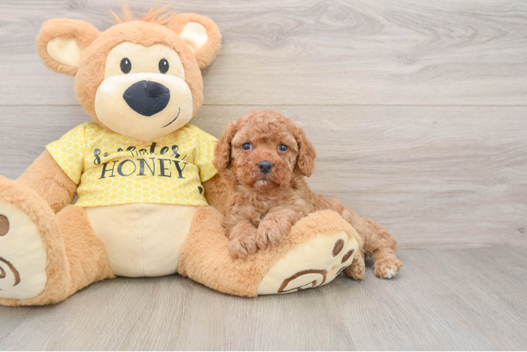 Cavapoo Pup Being Cute