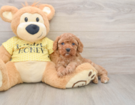 8 week old Cavapoo Puppy For Sale - Lone Star Pups