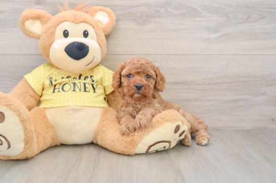 Cavapoo Pup Being Cute