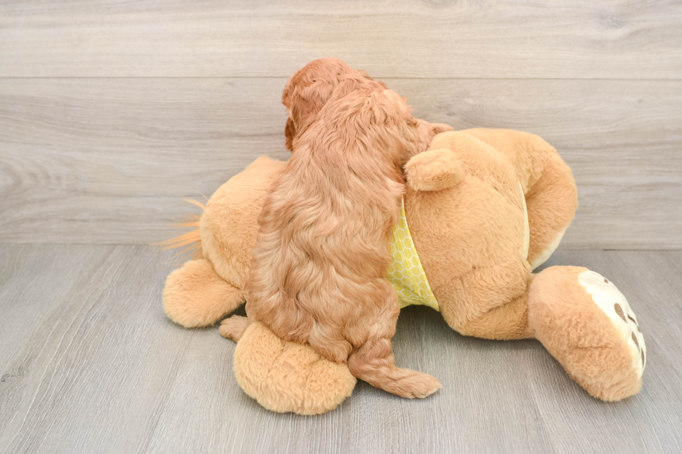 Popular Cavapoo Poodle Mix Pup