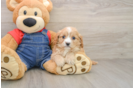 Cavapoo Pup Being Cute