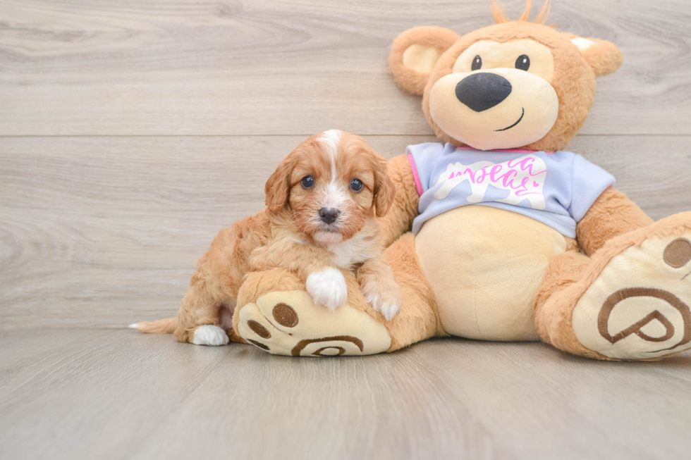 Fluffy Cavapoo Poodle Mix Pup