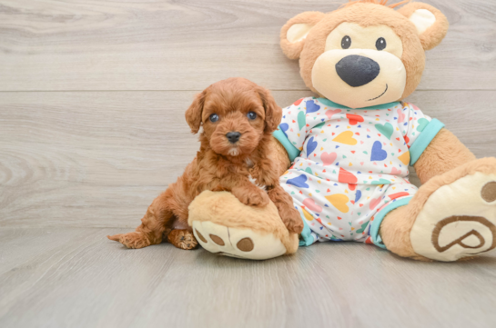 Cavapoo Puppy for Adoption