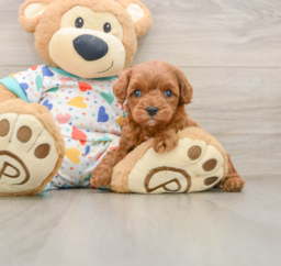 7 week old Cavapoo Puppy For Sale - Lone Star Pups