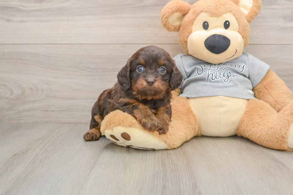 Best Cavapoo Baby