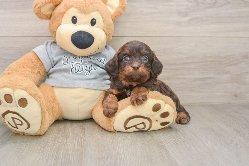 Fluffy Cavapoo Poodle Mix Pup