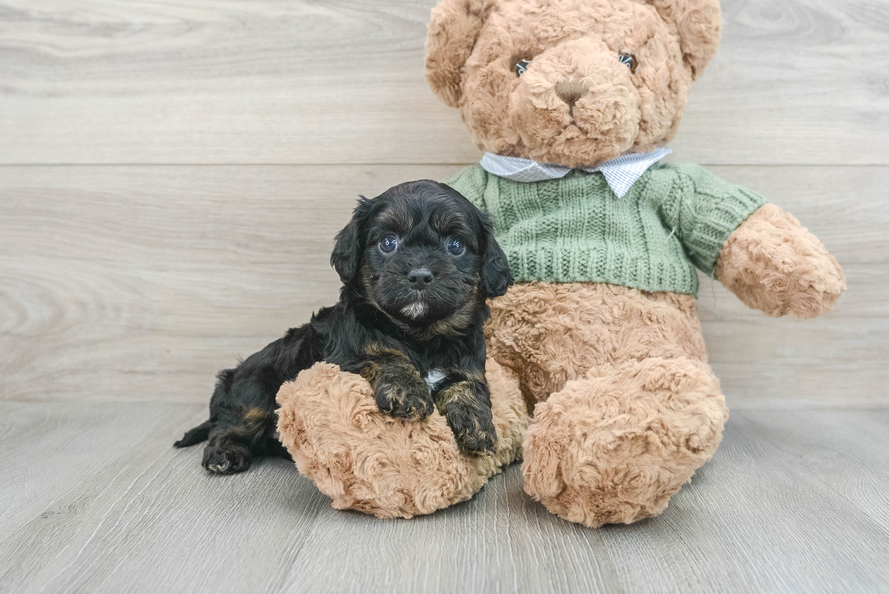 Adorable Cavoodle Poodle Mix Puppy