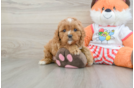 Small Cavapoo Baby
