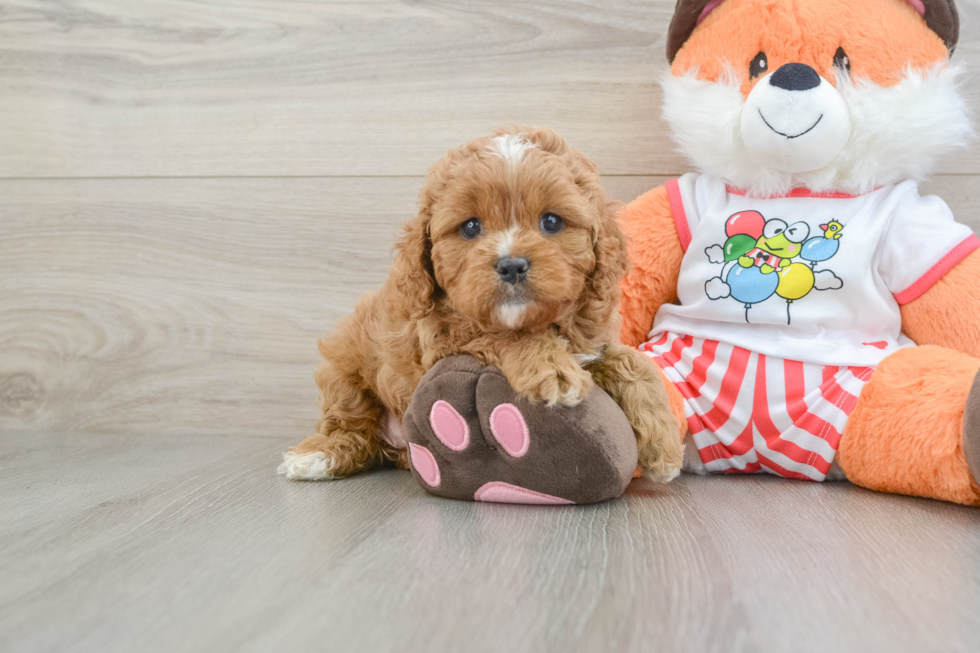 Small Cavapoo Baby