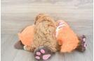 Best Cavapoo Baby