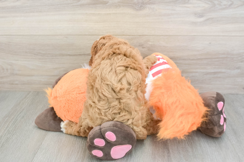 Best Cavapoo Baby