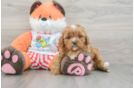 Popular Cavapoo Poodle Mix Pup