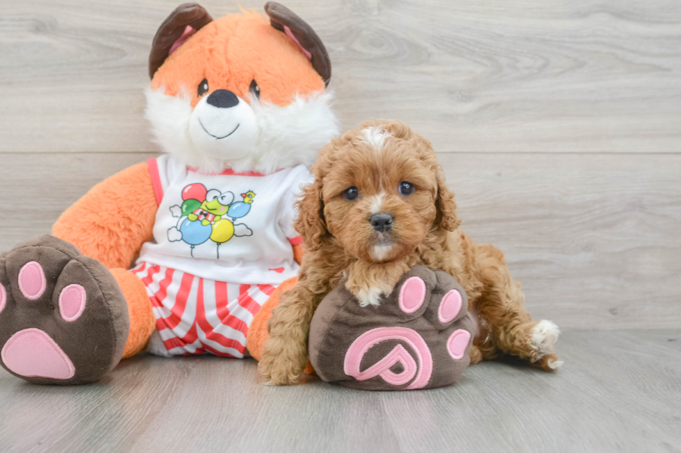 Popular Cavapoo Poodle Mix Pup