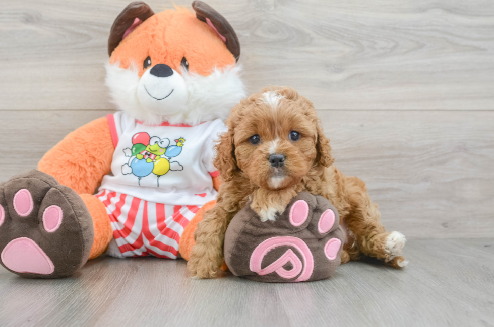 5 week old Cavapoo Puppy For Sale - Lone Star Pups