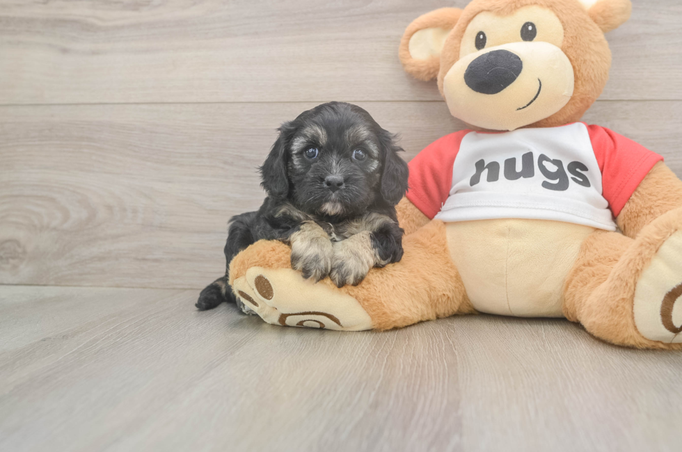 5 week old Cavapoo Puppy For Sale - Lone Star Pups