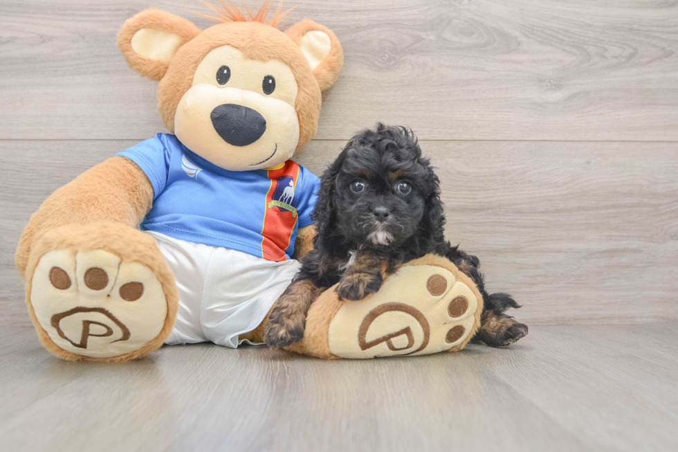 Cavapoo Pup Being Cute