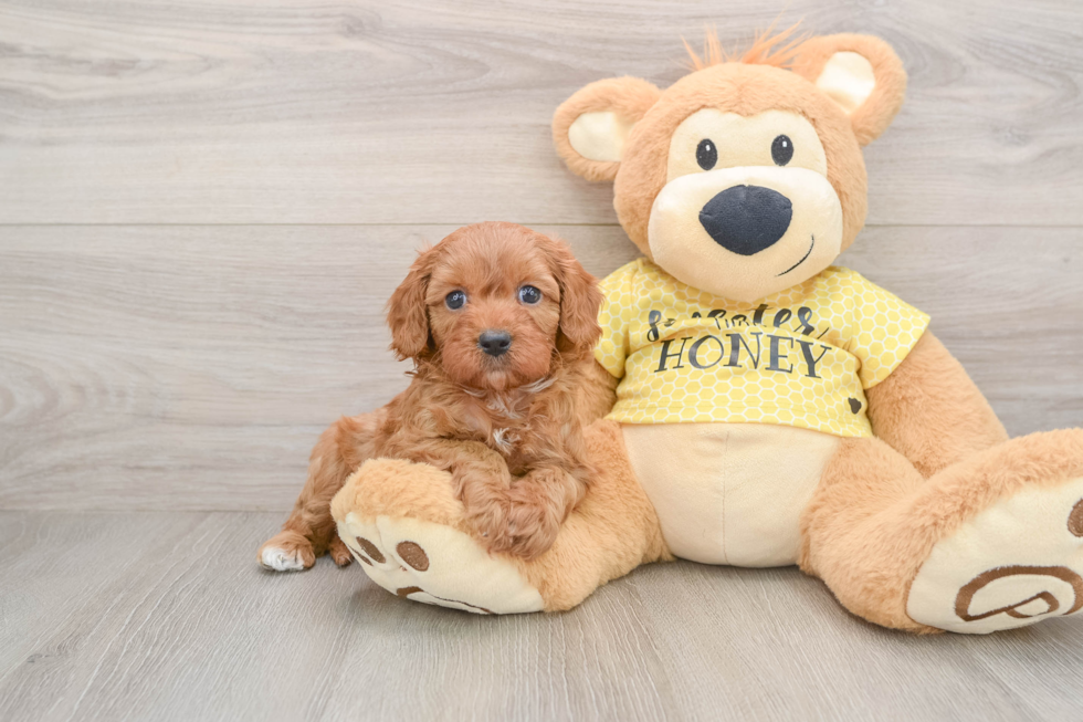 Smart Cavapoo Poodle Mix Pup