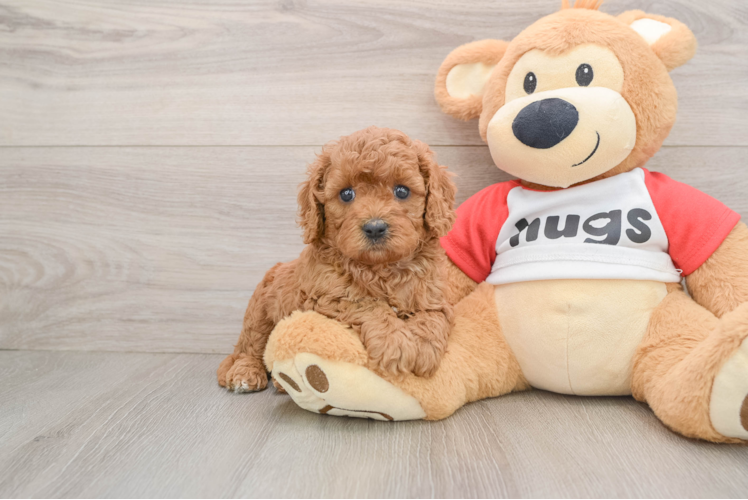 Fluffy Cavapoo Poodle Mix Pup