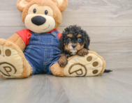 8 week old Cavapoo Puppy For Sale - Lone Star Pups