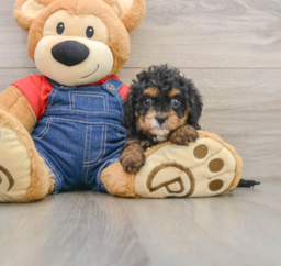 9 week old Cavapoo Puppy For Sale - Lone Star Pups