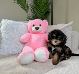9 week old Cavapoo Puppy For Sale - Lone Star Pups
