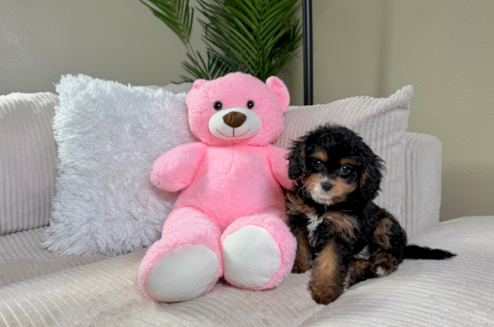 Cute Cavapoo Baby