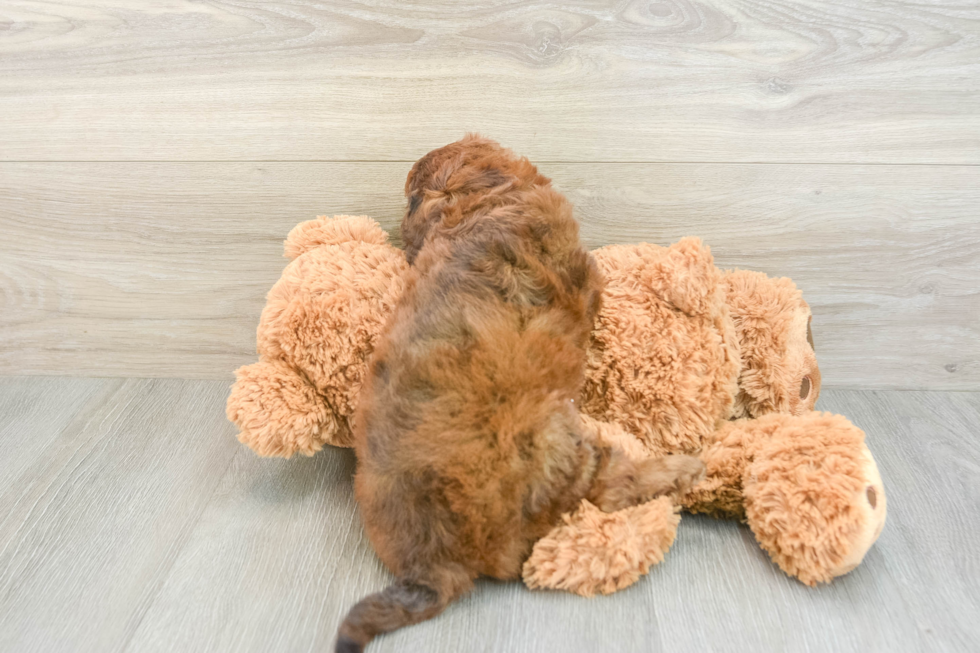 Petite Cavapoo Poodle Mix Pup