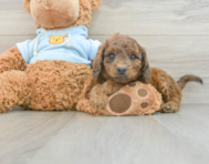 8 week old Cavapoo Puppy For Sale - Lone Star Pups