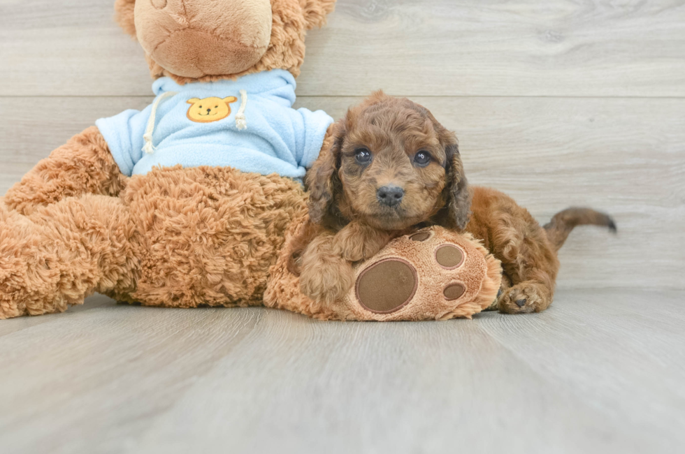 7 week old Cavapoo Puppy For Sale - Lone Star Pups