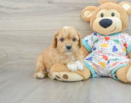 9 week old Cavapoo Puppy For Sale - Lone Star Pups