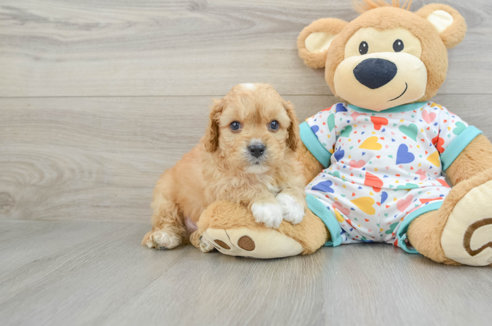 7 week old Cavapoo Puppy For Sale - Lone Star Pups