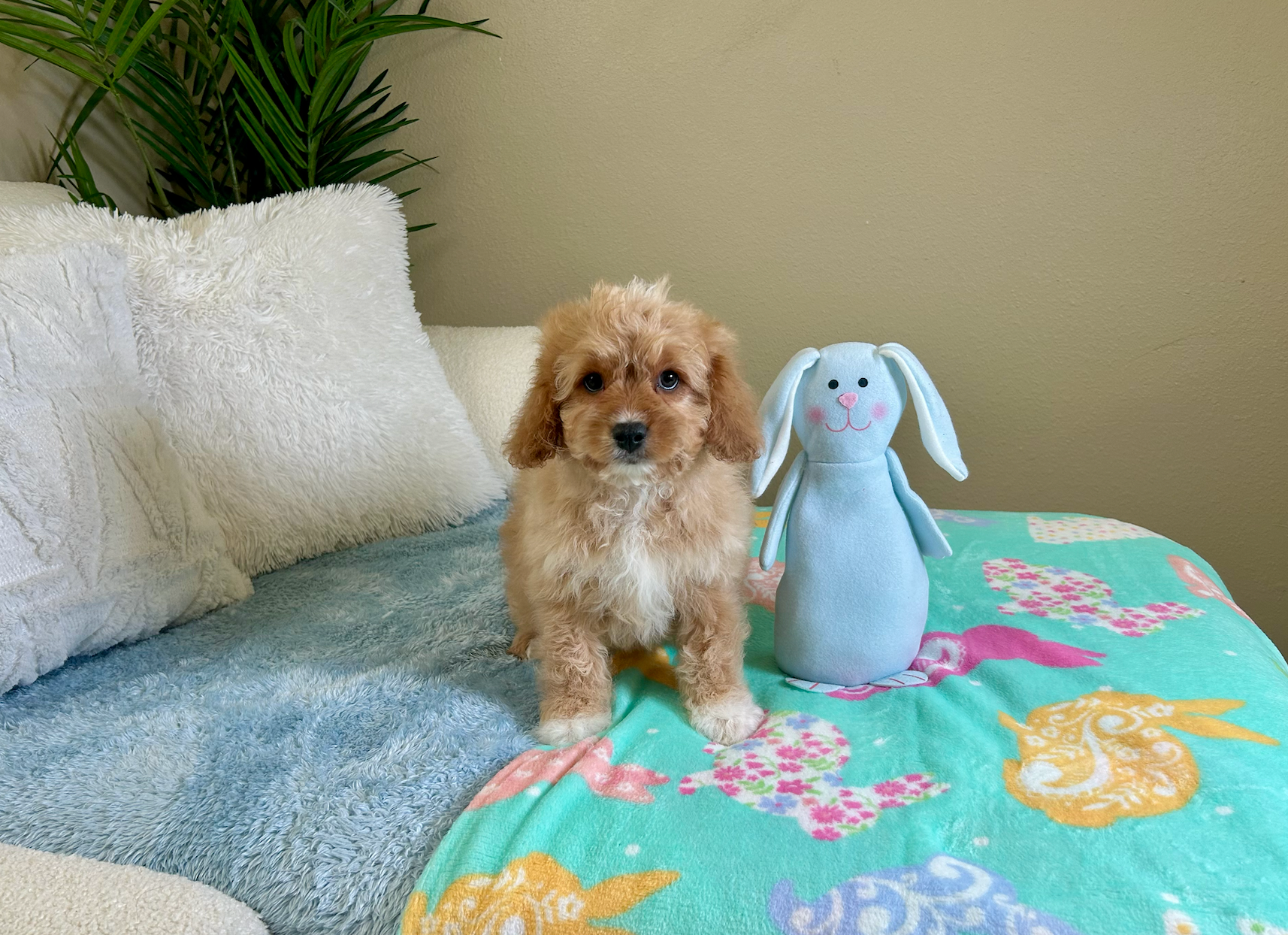 Best Cavapoo Baby