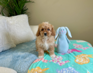 10 week old Cavapoo Puppy For Sale - Lone Star Pups