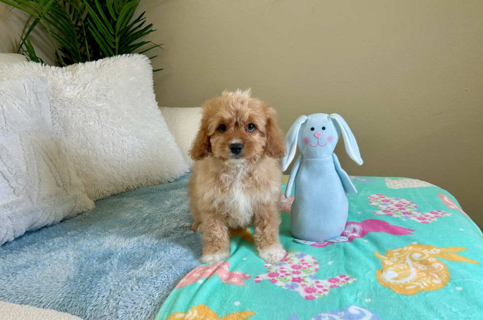 10 week old Cavapoo Puppy For Sale - Lone Star Pups