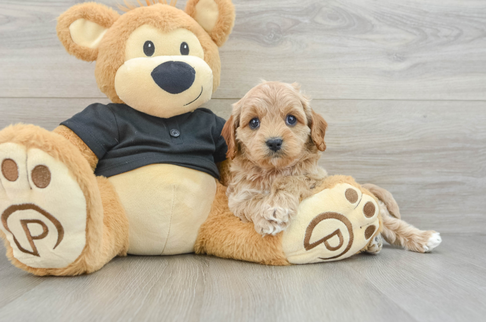 5 week old Cavapoo Puppy For Sale - Lone Star Pups
