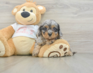 9 week old Cavapoo Puppy For Sale - Lone Star Pups