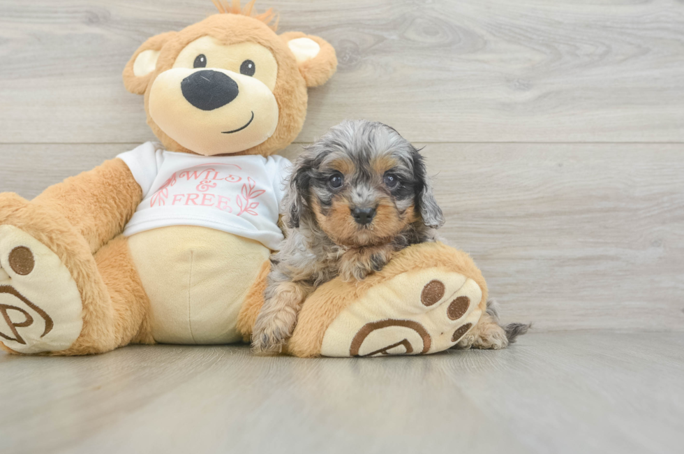6 week old Cavapoo Puppy For Sale - Lone Star Pups